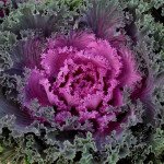 Капуста декоративная Нагойя F1 красная (red) /20 семян/ *Sakata*