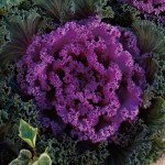 Капуста декоративная Нагойя F1 розовая (rose) /20 семян/ *Sakata*