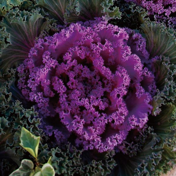 Насіння капусти декоративної Нагойя F1 рожева (rose) /20 насінин/ *Sakata*