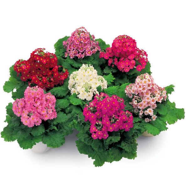 Насіння примули Прима F1 суміш (mix) /5 насінин/ *Sakata*