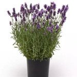 Лаванда Елеганс пурпурна (purple) /20 насінин/ *Pan American*