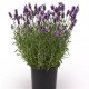 Лаванда Элеганс пурпурная (purple) /20 семян/ *Pan American*