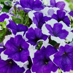 Петуния Лимбо F1 блу пикоти (blue picotee) /50 семян (драже)/ *Hem Genetics*