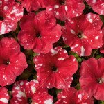 Петунія Дот Стар F1 червона (red) /50 насінин/ *Cerny*