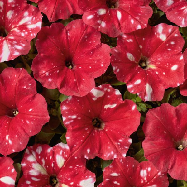 Семена петунии Дот Стар F1 красная (red) /50 семян/ *Cerny*