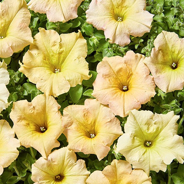 Насіння петунії Даймонд F1 сан шейдз (sun shades) /20 насінин (драже)/ *Cerny*