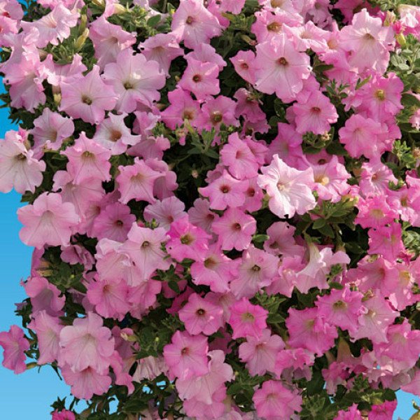 Семена петунии ампельной Даймонд F1 перли шейдз (pearly shades) /20 семян (драже)/ *Cerny*