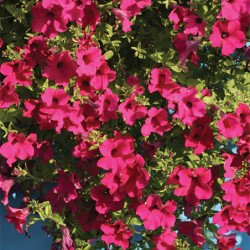 Петуния Даймонд F1 парпл (purple) /20 семян (драже)/ *Cerny*