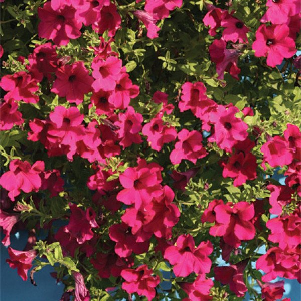 Семена петунии ампельной Даймонд F1 парпл (purple) /20 семян (драже)/ *Cerny*