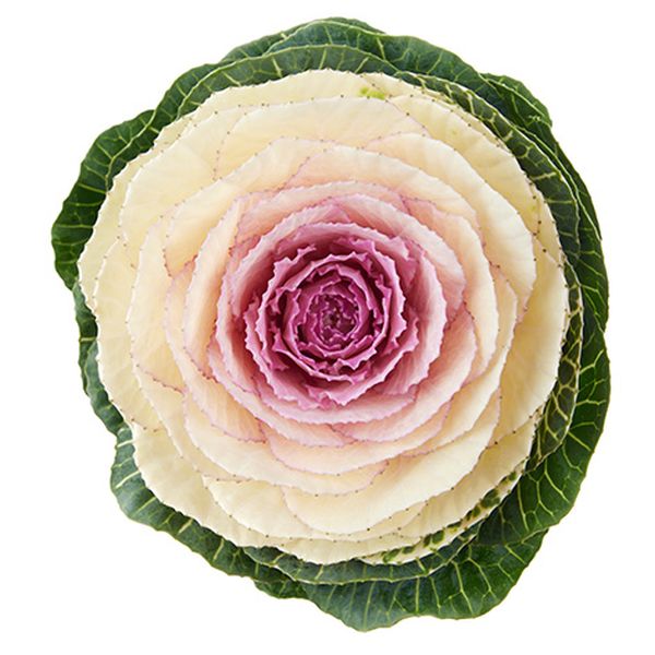 Семена капусты декоративной Кондор F1 белая (white) /20 семян/ *Sakata*