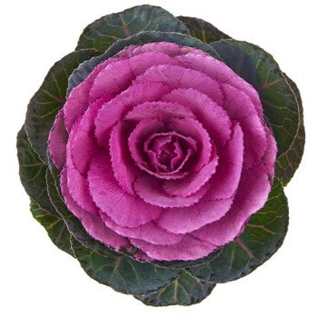 Капуста декоративна Кондор F1 червона (red) /20 насінин/ *Sakata*