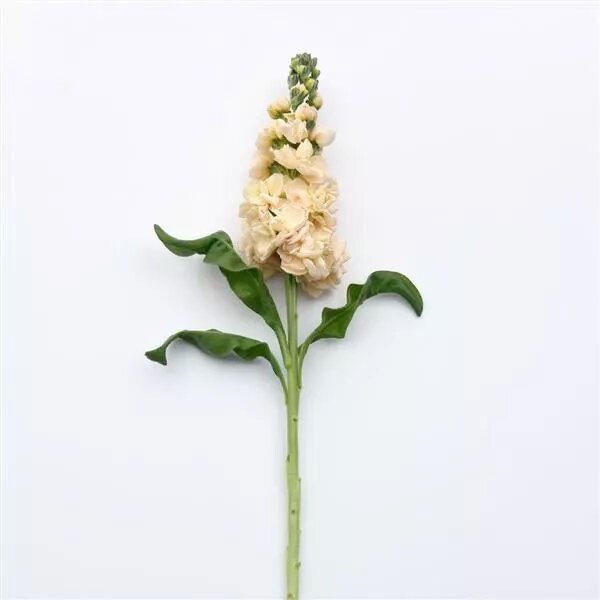 Насіння матіоли Аіда апрікот (apricot) /50 насінин/ *Pan American*