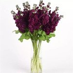 Матіола Аіда пурпурна (purple) /50 насінин/ *Pan American*