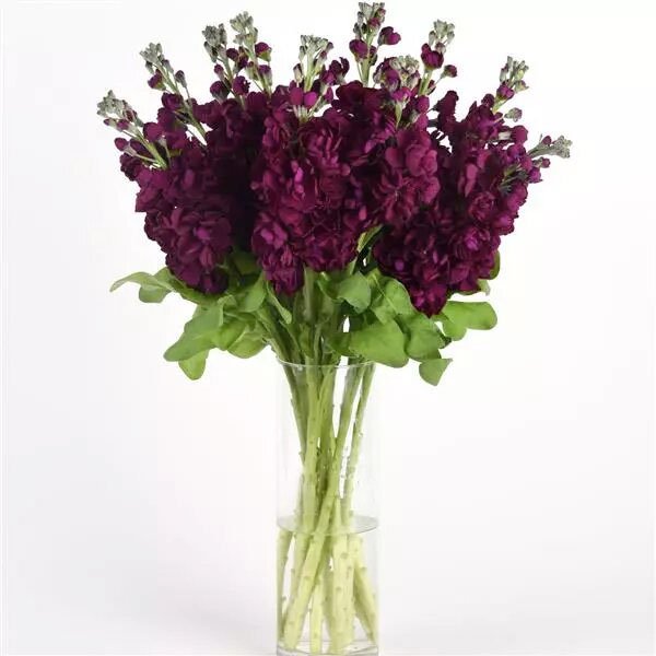 Насіння матіоли Аіда пурпурова (purple) /50 насінин/ *Pan American*