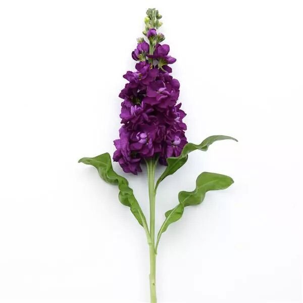 Семена маттиолы Опера Дебора /50 семян/ *Pan American*