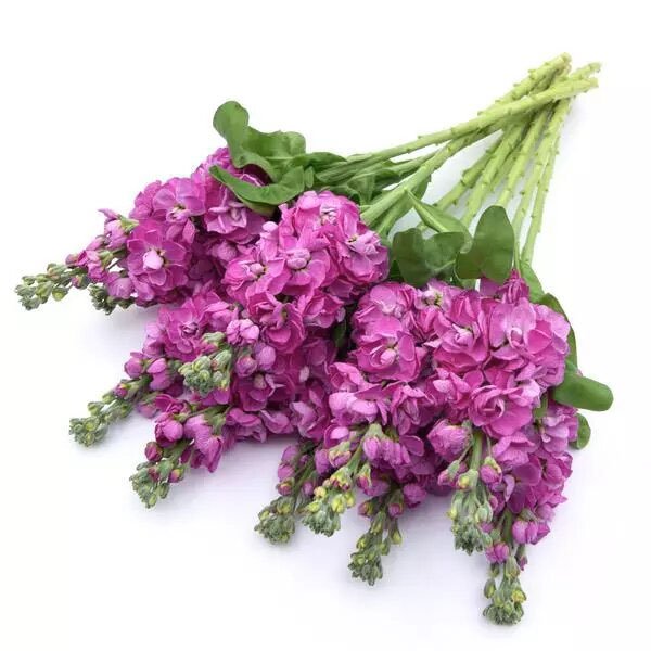 Семена маттиолы Опера Федора /50 семян/ *Pan American*