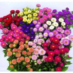 Айстра Мацумото суміш (mix) /100 насінин/ *Sakata*