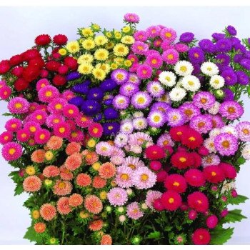 Астра Мацумото смесь (mix) /100 семян/ *Sakata*