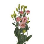 Эустома Розита F1 шампань (champagne) /10 семян/ *Sakata*