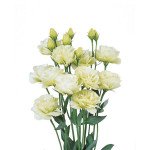 Еустома Розіта F1 зелена (green) /10 насінин/ *Sakata*