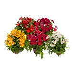 Немезия Небула F1 смесь (mix) /10 семян/ *Sakata*