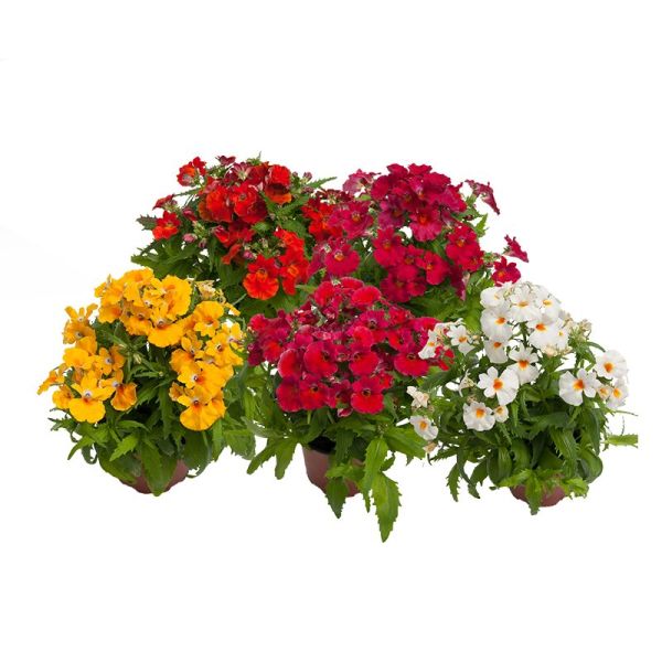 Насіння немезії Небула F1 суміш (mix) /10 насінин/ *Sakata*