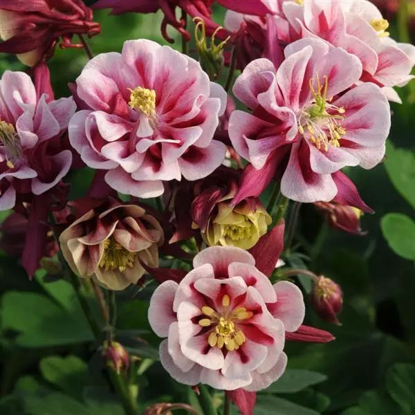 Насіння аквілегії Вінкі червоно-біла (red-white) /10 насінин/ *Pan American*