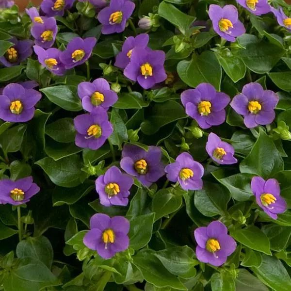 Семена экзакума Роял Ден темно-синий (deep blue) /5 семян/ *Pan American*