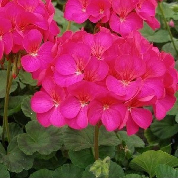 Семена пеларгонии Ева F1 /10 семян/ *Cerny*