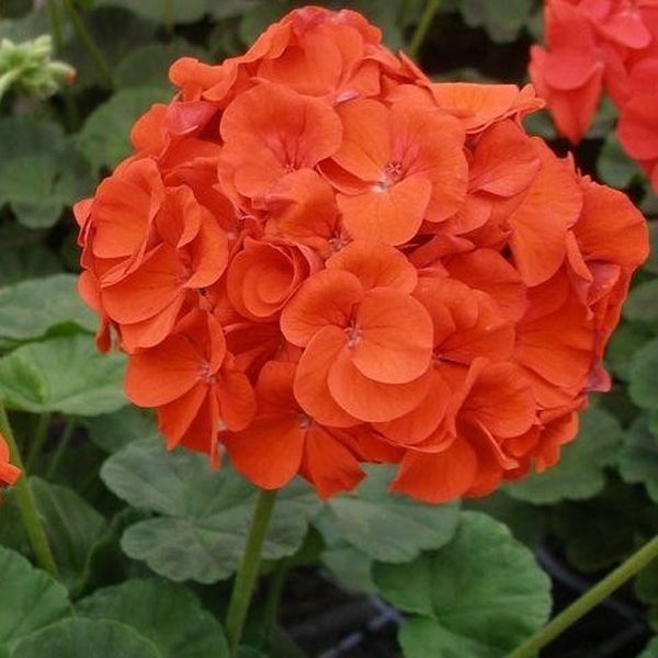 Насіння пеларгонії Луція F1 /10 насінин/ *Cerny*