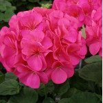 Пеларгонія Сімона F1 /10 насінин/ *Cerny*