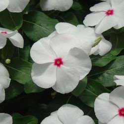 Катарантус Вулкан F1 Полка /20 насінин/ *Cerny*