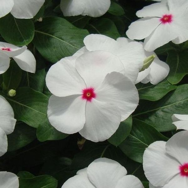 Семена катарантуса Вулкан F1 Полка /20 семян/ *Cerny*