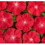 Катарантус Вулкан F1 Скарлет Ай /20 семян/ *Cerny*