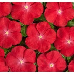 Катарантус Вулкан F1 Скарлет Ай /20 насінин/ *Cerny*