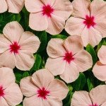 Катарантус Вулкан F1 Апрікот /20 насінин/ *Cerny*