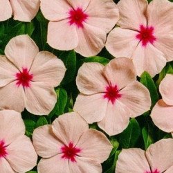 Катарантус Вулкан F1 Апрікот /20 насінин/ *Cerny*