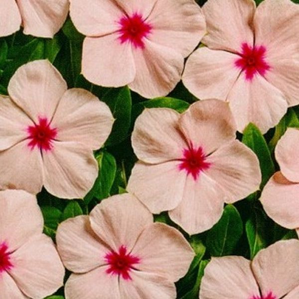 Насіння катарантуса Вулкан F1 Апрікот /20 насінин/ *Cerny*