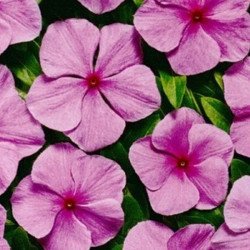 Катарантус Вулкан F1 Орхід /20 насінин/ *Cerny*