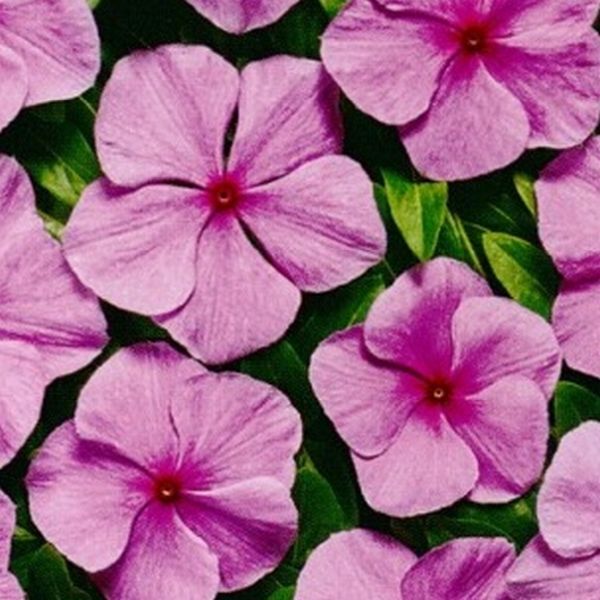 Семена катарантуса Вулкан F1 Орхид /20 семян/ *Cerny*