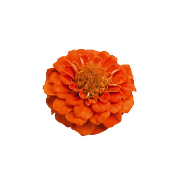 Насіння цинії Цинніта F1 помаранчева (orange) /10 насінин/ *Benary*