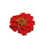 Цинния Циннита F1 скарлет (scarlet) /10 семян/ *Benary*