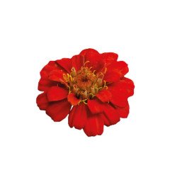 Цинния Циннита F1 скарлет (scarlet) /10 семян/ *Benary*