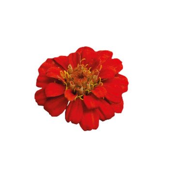 Цинния Циннита F1 скарлет (scarlet) /10 семян/ *Benary*