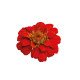 Цинія Цинніта F1 скарлет (scarlet) /10 насінин/ *Benary*