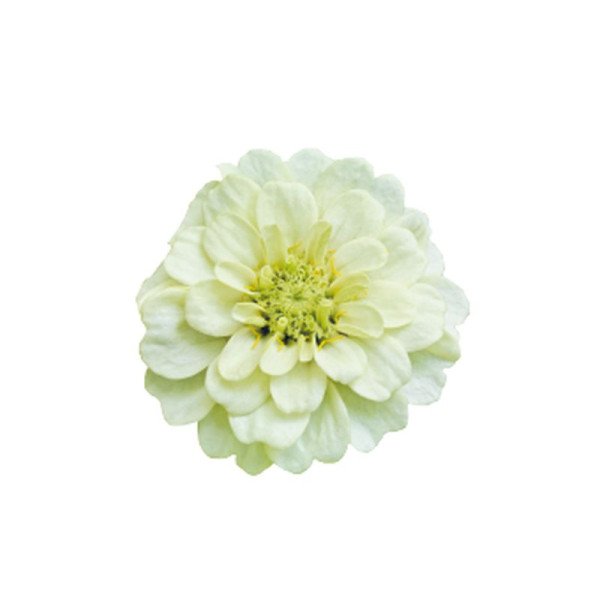 Насіння цинії Цинніта F1 біла (white) /10 насінин/ *Benary*