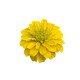 Цинія Цинніта F1 жовта (yellow) /10 насінин/ *Benary*