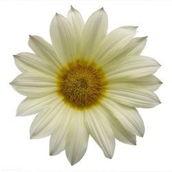 Газанія Енорма ванілла (vanilla) /20 насінин/ *Hem Genetics*