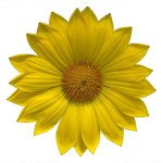 Газанія Енорма жовта (yellow) /20 насінин/ *Hem Genetics*