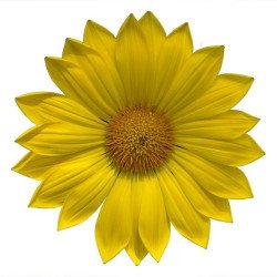 Газания Енорма желтая (yellow) /20 семян/ *Hem Genetics*